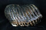 Partial M Mammoth Molar From North Sea #3382-2